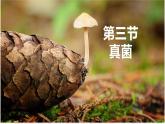 5.4.3真菌课件 2021—2022学年人教版八年级生物上册