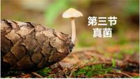 初中生物人教版 (新课标)八年级上册第三节 真菌教案配套ppt课件