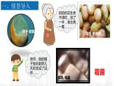 5.4.3真菌课件 2021—2022学年人教版八年级生物上册