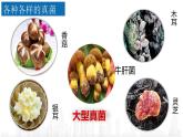 5.4.3真菌课件 2021—2022学年人教版八年级生物上册