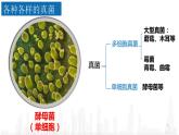 5.4.3真菌课件 2021—2022学年人教版八年级生物上册