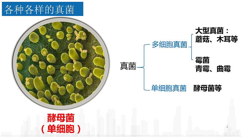 5.4.3真菌课件 2021—2022学年人教版八年级生物上册04