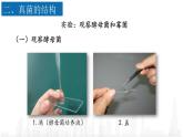 5.4.3真菌课件 2021—2022学年人教版八年级生物上册