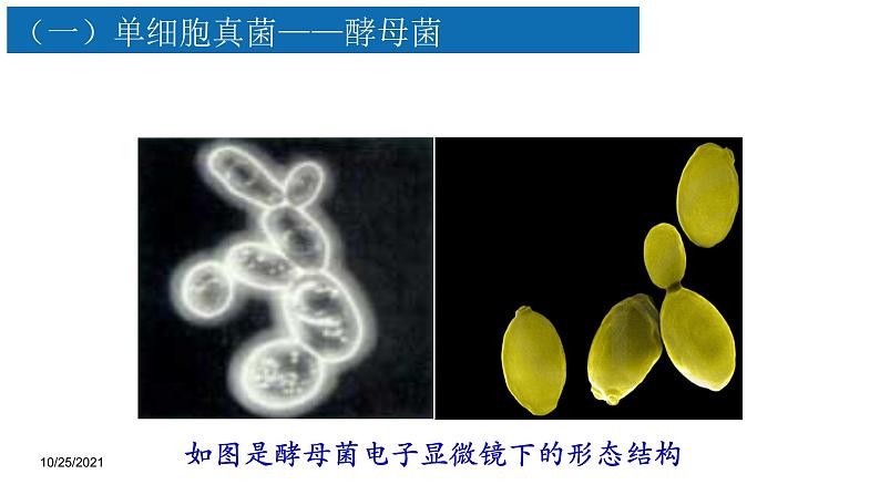 5.4.3真菌课件 2021—2022学年人教版八年级生物上册07