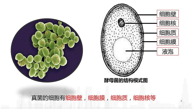 5.4.3真菌课件 2021—2022学年人教版八年级生物上册08