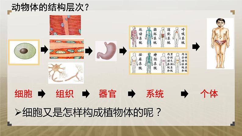 第二节 生物体的器官、系统（植物的结构层次）课件PPT01