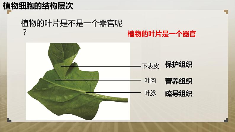 第二节 生物体的器官、系统（植物的结构层次）课件PPT03