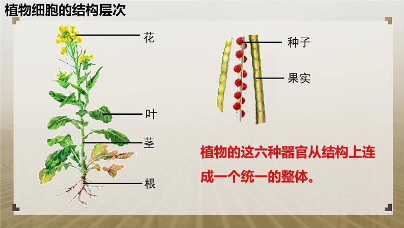 第二节 生物体的器官、系统（植物的结构层次）课件PPT04