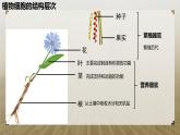 第二节 生物体的器官、系统（植物的结构层次）课件PPT