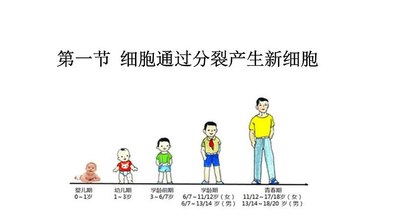 （人教版）初中生物七年级上册同步教学2..2.1 细胞通过分裂产生新细胞 （课件）第1页