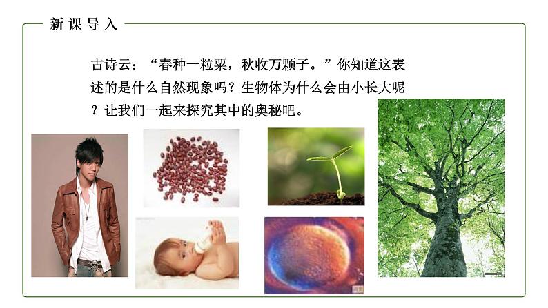 （人教版）初中生物七年级上册同步教学2..2.1 细胞通过分裂产生新细胞 （课件）第3页