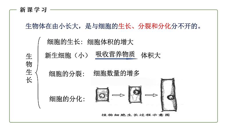 （人教版）初中生物七年级上册同步教学2..2.1 细胞通过分裂产生新细胞 （课件）第4页