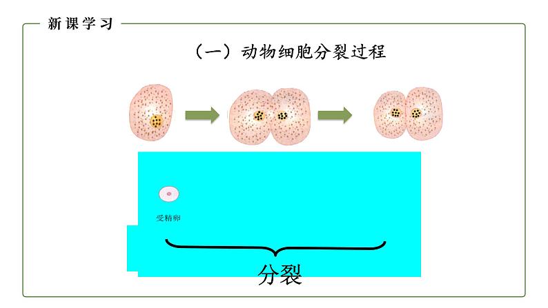 （人教版）初中生物七年级上册同步教学2..2.1 细胞通过分裂产生新细胞 （课件）第5页