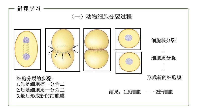 （人教版）初中生物七年级上册同步教学2..2.1 细胞通过分裂产生新细胞 （课件）第6页