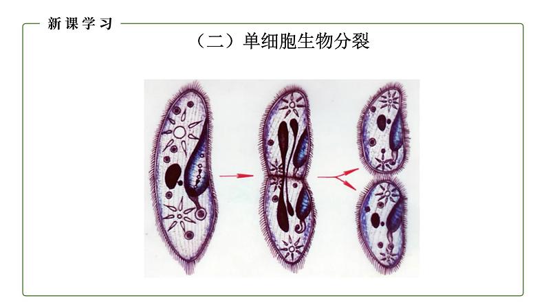 （人教版）初中生物七年级上册同步教学2..2.1 细胞通过分裂产生新细胞 （课件）第7页