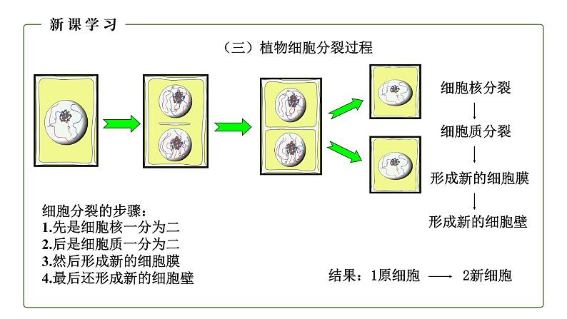 （人教版）初中生物七年级上册同步教学2..2.1 细胞通过分裂产生新细胞 （课件）第8页