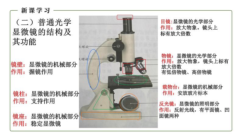 （人教版）初中生物七年级上册同步教学2.1.1 练习使用显微镜 （课件）06