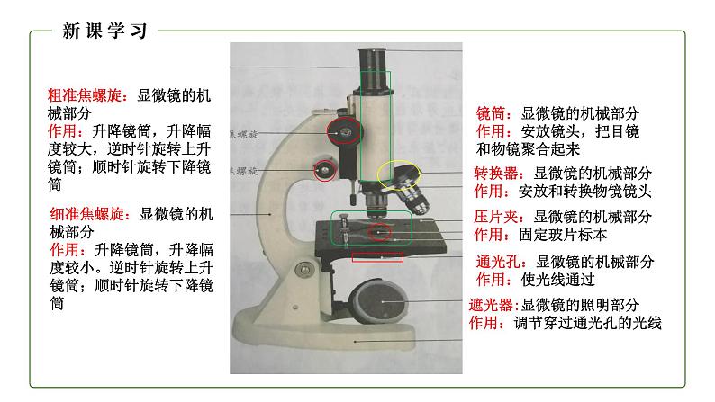 （人教版）初中生物七年级上册同步教学2.1.1 练习使用显微镜 （课件）07