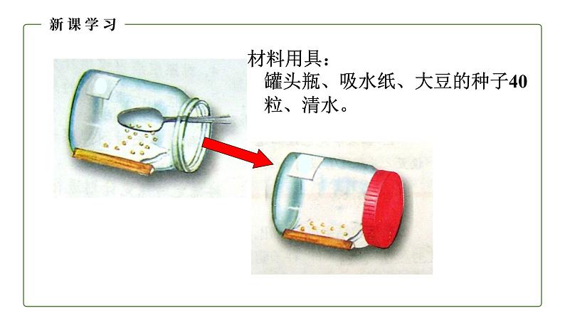 （人教版）初中生物七年级上册同步教学3.2.1 种子的萌发 （课件）08