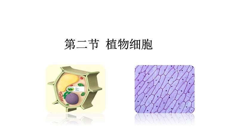 （人教版）初中生物七年级上册同步教学2.1.2 植物细胞 （课件）第1页