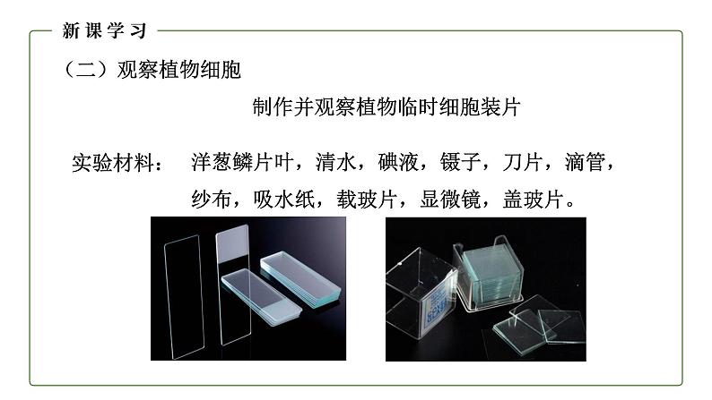 （人教版）初中生物七年级上册同步教学2.1.2 植物细胞 （课件）第6页