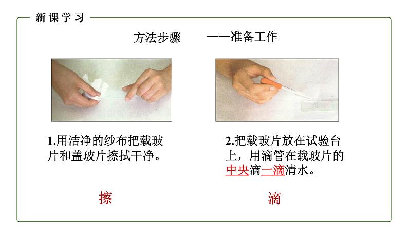 （人教版）初中生物七年级上册同步教学2.1.2 植物细胞 （课件）第7页