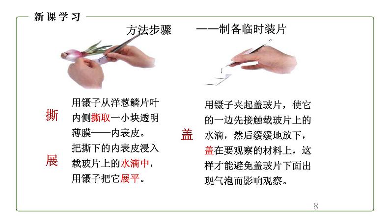 （人教版）初中生物七年级上册同步教学2.1.2 植物细胞 （课件）第8页