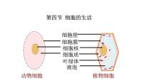 初中生物人教版 (新课标)七年级上册第四节  细胞的生活教学ppt课件