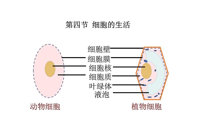 （人教版）初中生物七年级上册同步教学2.1.4 细胞的生活 （课件）01