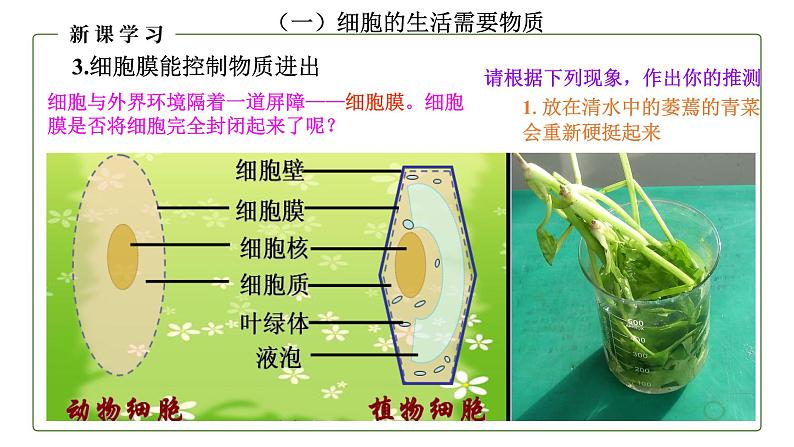 （人教版）初中生物七年级上册同步教学2.1.4 细胞的生活 （课件）07