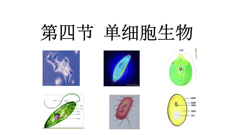 （人教版）初中生物七年级上册同步教学2.2.4 单细胞生物 （课件）01