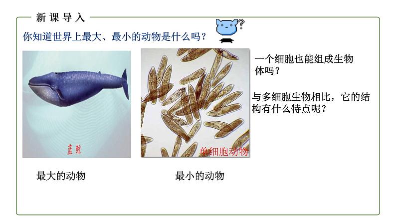 （人教版）初中生物七年级上册同步教学2.2.4 单细胞生物 （课件）03