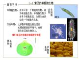 （人教版）初中生物七年级上册同步教学2.2.4 单细胞生物 （课件）