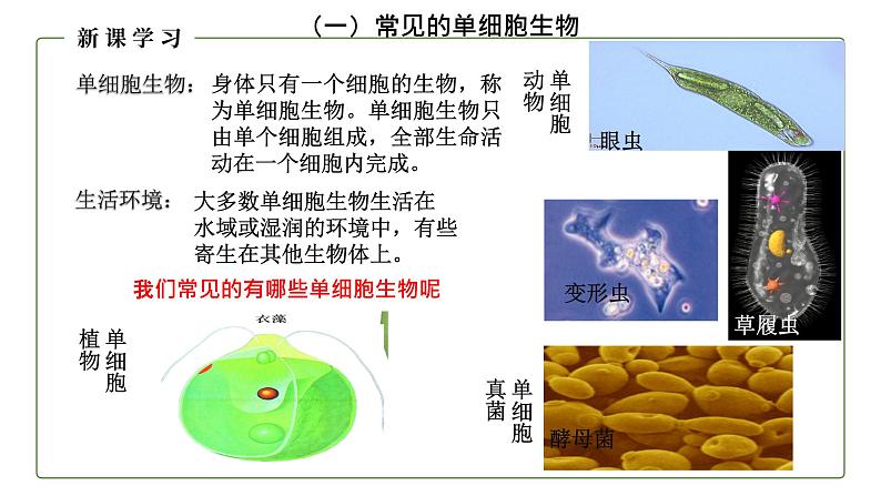 （人教版）初中生物七年级上册同步教学2.2.4 单细胞生物 （课件）05