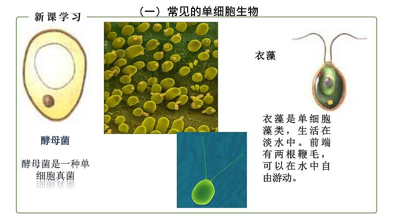 （人教版）初中生物七年级上册同步教学2.2.4 单细胞生物 （课件）06