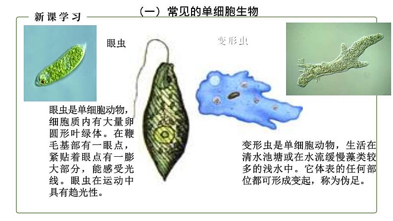 （人教版）初中生物七年级上册同步教学2.2.4 单细胞生物 （课件）07