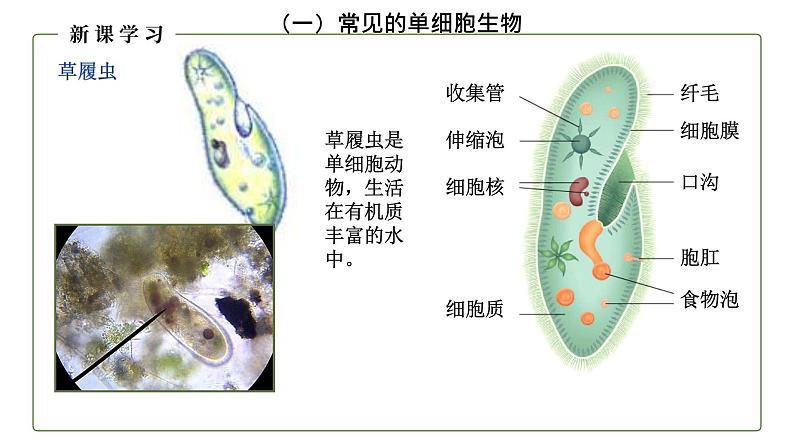 （人教版）初中生物七年级上册同步教学2.2.4 单细胞生物 （课件）08