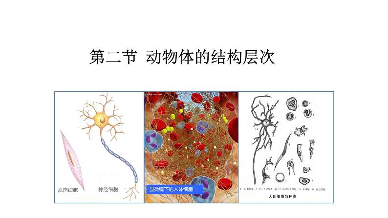 （人教版）初中生物七年级上册同步教学2.2.2 动物体的结构层次 （课件）01