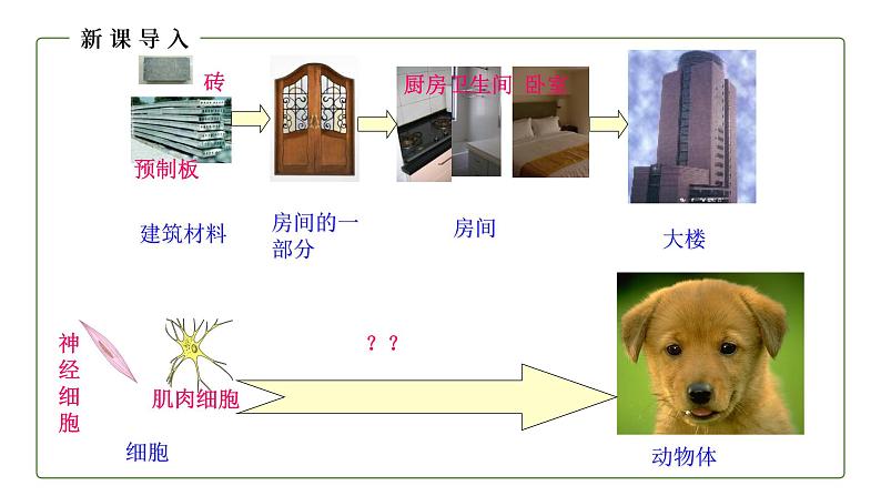 （人教版）初中生物七年级上册同步教学2.2.2 动物体的结构层次 （课件）03