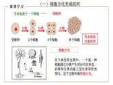 （人教版）初中生物七年级上册同步教学2.2.2 动物体的结构层次 （课件）