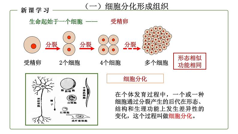 （人教版）初中生物七年级上册同步教学2.2.2 动物体的结构层次 （课件）04