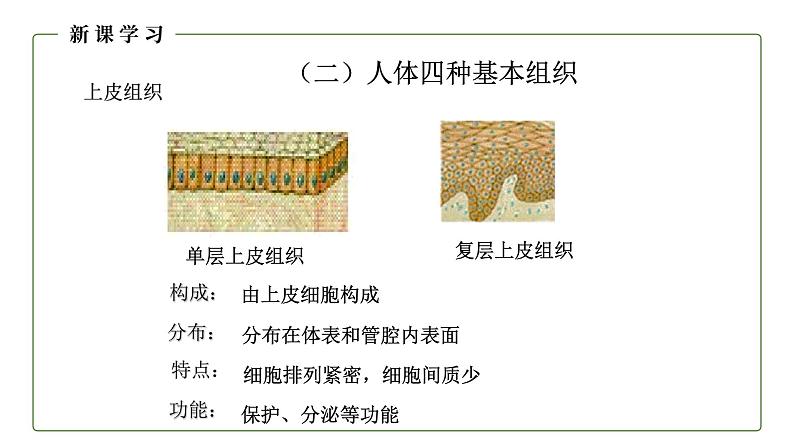 （人教版）初中生物七年级上册同步教学2.2.2 动物体的结构层次 （课件）05