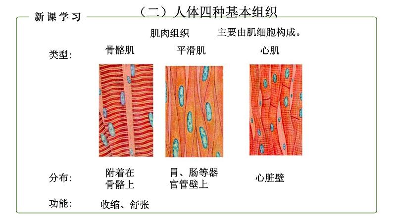 （人教版）初中生物七年级上册同步教学2.2.2 动物体的结构层次 （课件）06