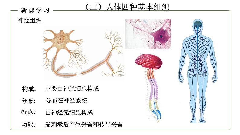 （人教版）初中生物七年级上册同步教学2.2.2 动物体的结构层次 （课件）07