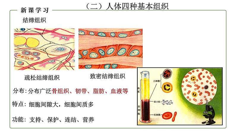 （人教版）初中生物七年级上册同步教学2.2.2 动物体的结构层次 （课件）08