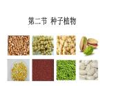 （人教版）初中生物七年級上冊同步教學(xué)3.1.2 種子植物（課件）