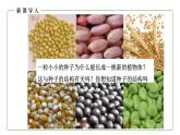 （人教版）初中生物七年級上冊同步教學(xué)3.1.2 種子植物（課件）