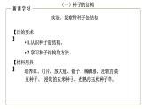 （人教版）初中生物七年級上冊同步教學(xué)3.1.2 種子植物（課件）