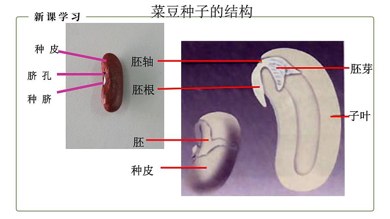 （人教版）初中生物七年级上册同步教学3.1.2 种子植物（课件）07