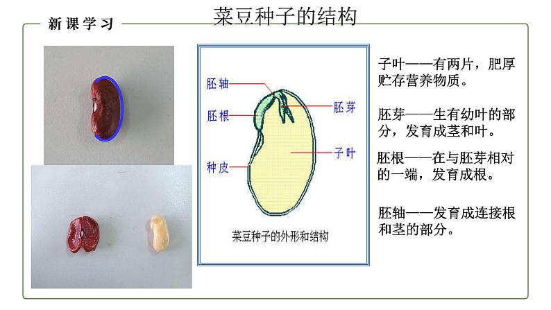 （人教版）初中生物七年级上册同步教学3.1.2 种子植物（课件）08